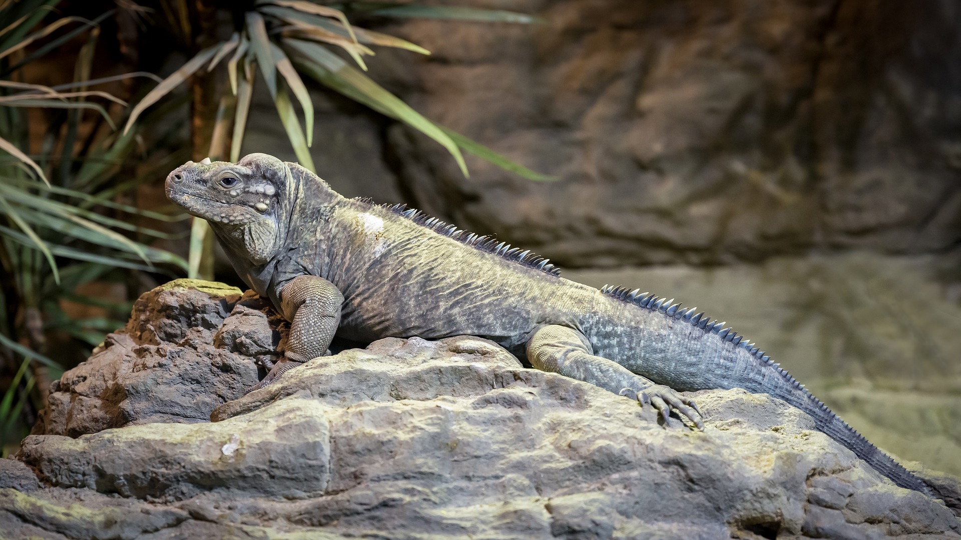 Iguana auf einem Stein