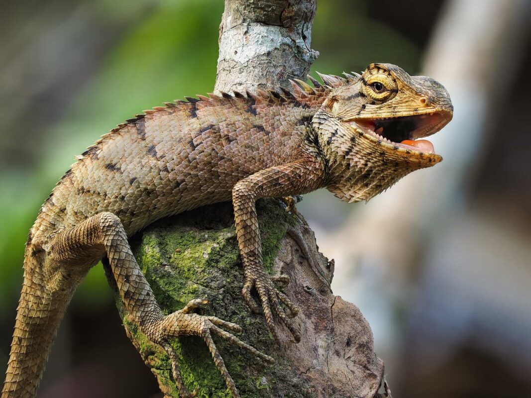 Ein Leguan auf einem Baum