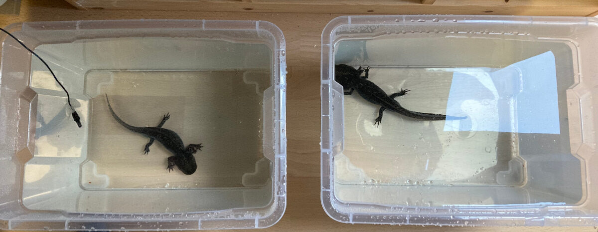 Chytrid Fungus (BD): Fungal Infestation in the Axolotl Aquarium ...