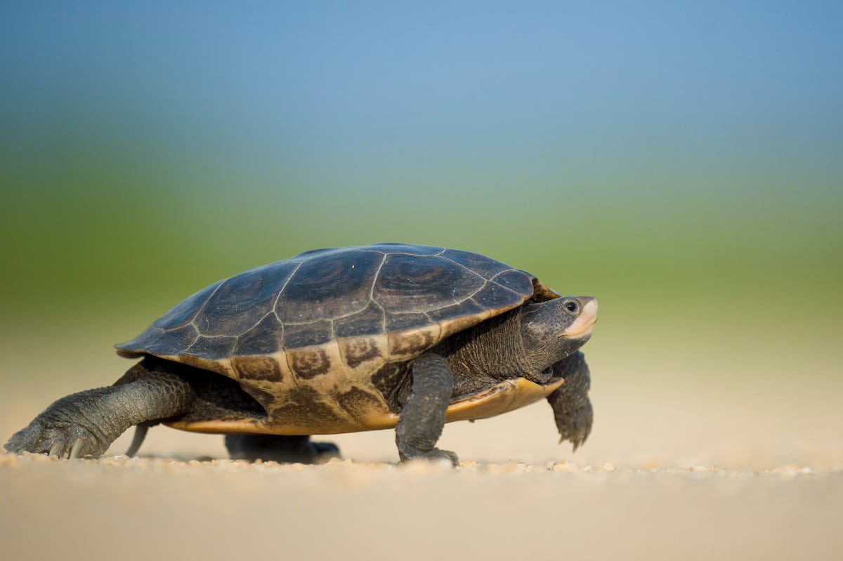 Wasserschildkröte am Strand