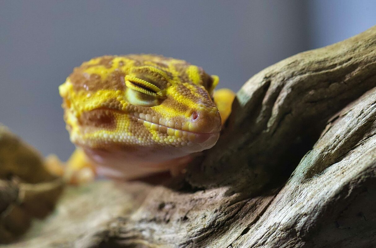 Ein Leopardgecko (Eublepharis macularius) schlafend auf einem Baumstamm