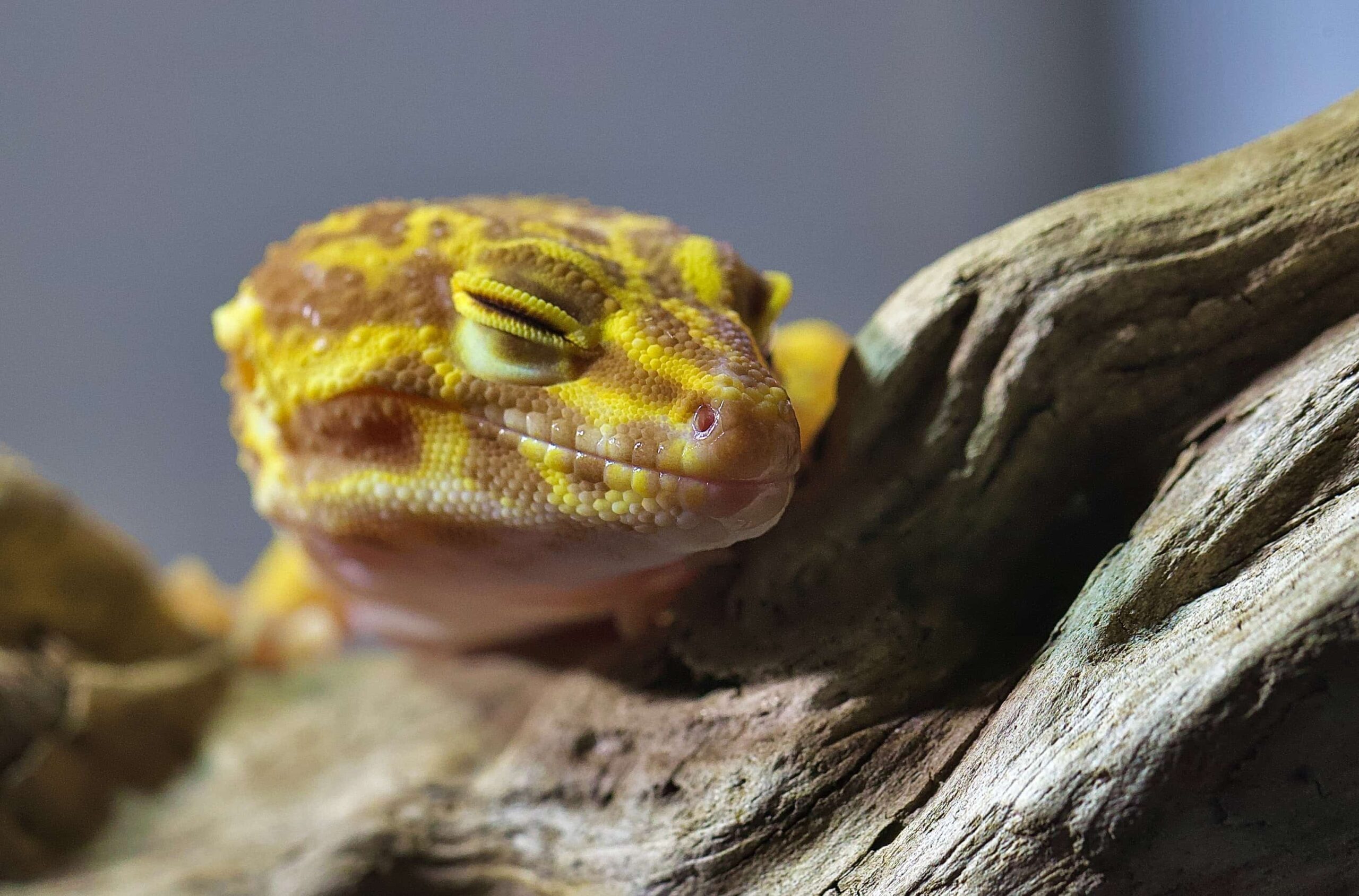 Ein Leopardgecko (Eublepharis macularius) schlafend auf einem Baumstamm