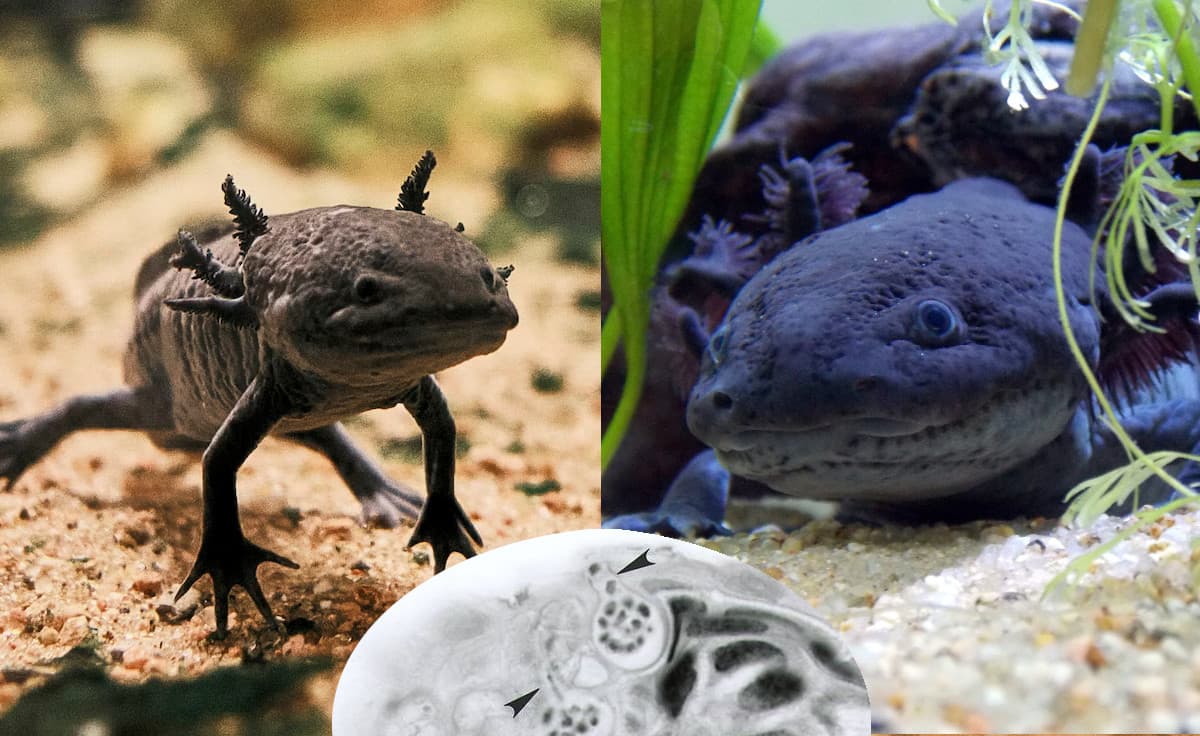 Krankes und gesundes Axolotl ülus mikroskopische Aufnahme BD-Pilz