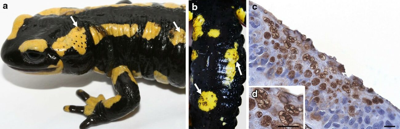 Fire salamander infected with Batrachochytrium salamandrivorans: clinical symptoms. <br>