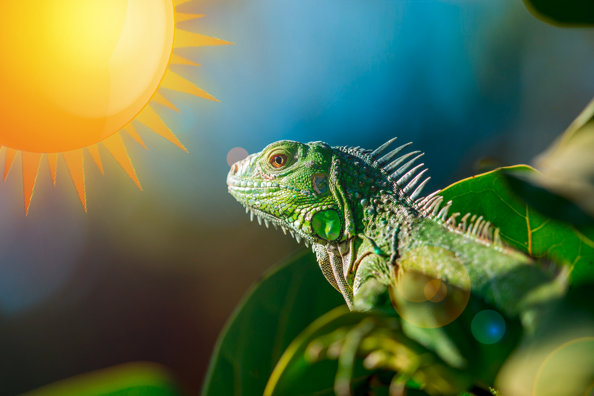 Leguan mit Sonne