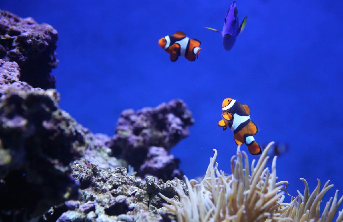 Zwei Clownsfische in einem Meerwasseraquarium