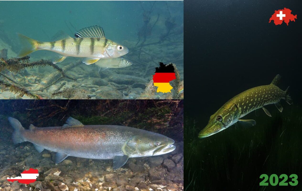 Fische des Jahres 2023 in den DACH-Ländern