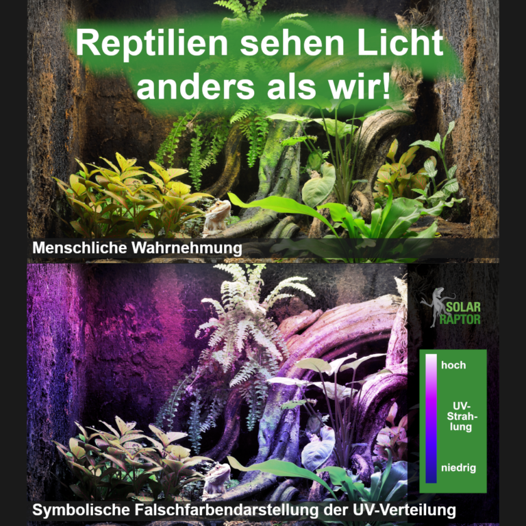 UV-Bedeutung-Reptilien-Slide 1