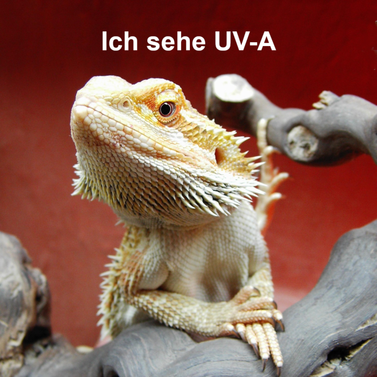 UV-Bedeutung-Reptilien-Slide 2