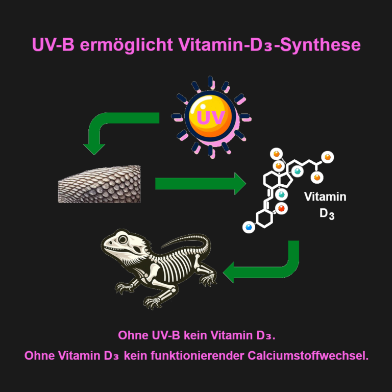 UV-Bedeutung-Reptilien-Slide 3