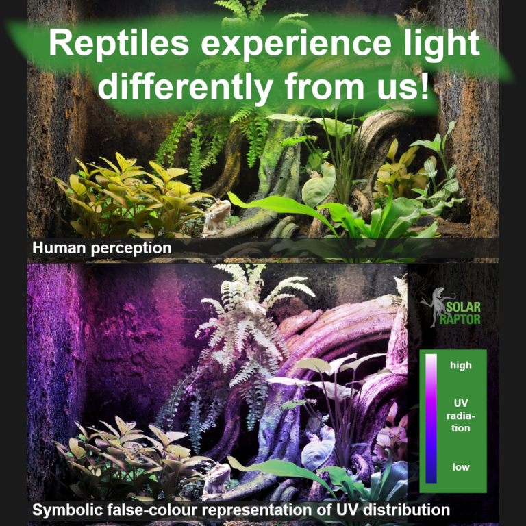 UV Significance for Reptiles Slide 1