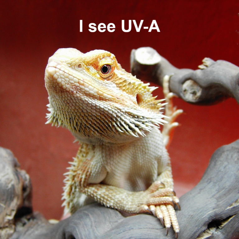 UV Significance for Reptiles Slide 2