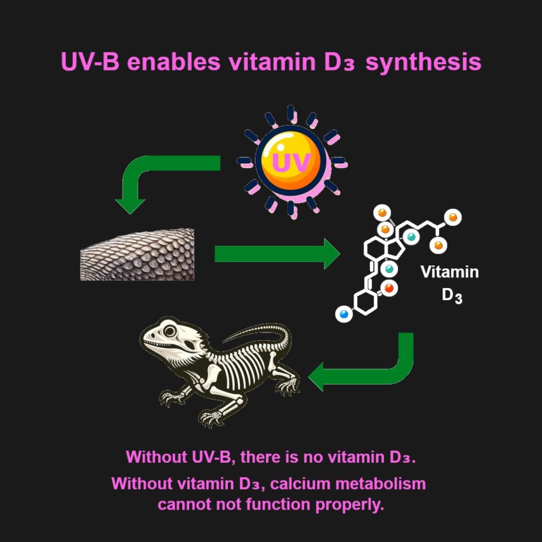 UV Significance for Reptiles Slide 3