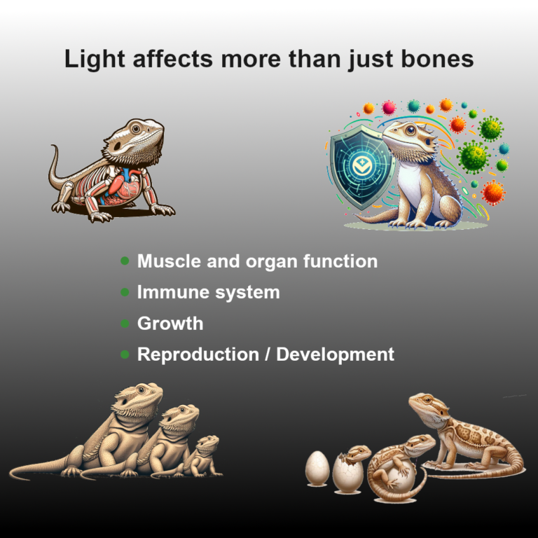 UV Significance for Reptiles Slide 4