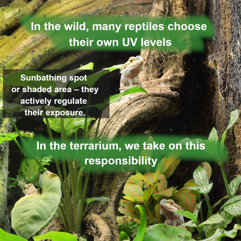 UV Significance for Reptiles Slide 6