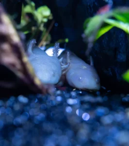 Zwei Axolotl