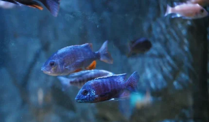 Malawi Buntbarsche im Aquarium