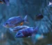 Malawi Buntbarsche im Aquarium