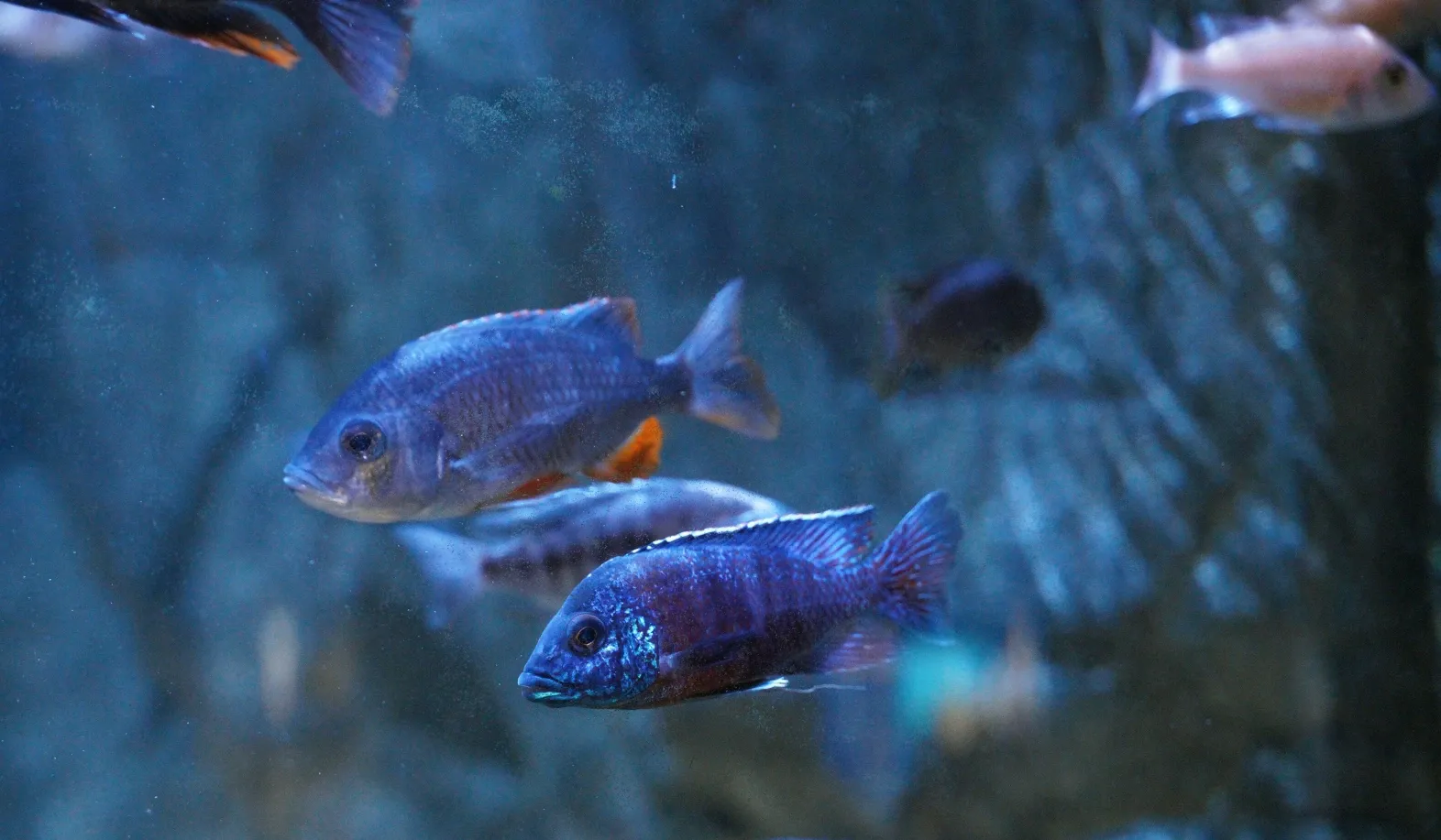Malawi Buntbarsche im Aquarium